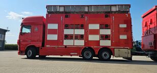 DAF XF 105.510  camión para transporte de ganado + remolque para transporte de ganado